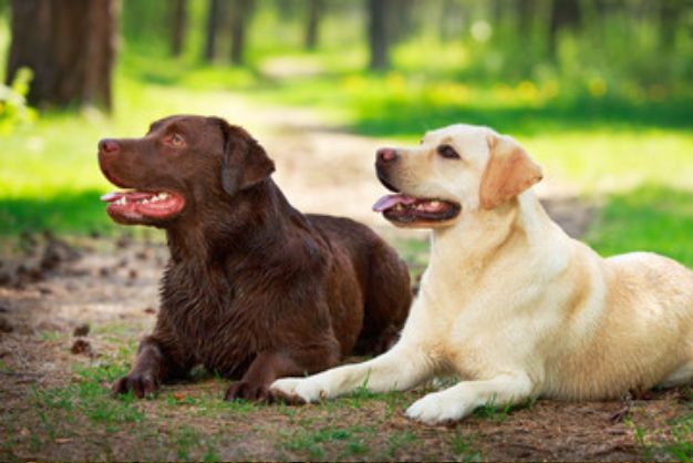 labrador duc hay cai nen nuoi giong nao de de dieu khien 3