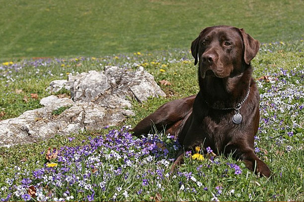 labrador va tre em nhung dieu can luu y de dam bao an toan 2