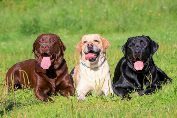 labrador va tre em nhung dieu can luu y de dam bao an toan 3