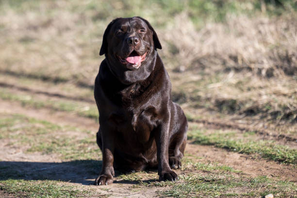 labrador va tre em nhung dieu can luu y de dam bao an toan