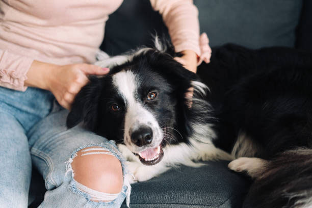 loi khuyen khi chon cho border collie co giay to va nguon goc ro rang 1