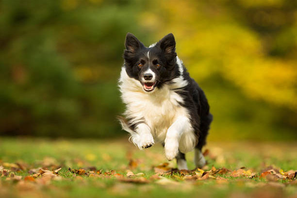 loi khuyen khi chon cho border collie co giay to va nguon goc ro rang 3