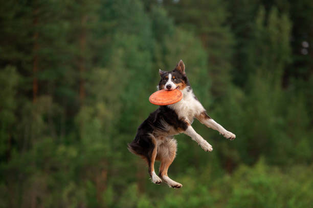 loi khuyen khi chon cho border collie co giay to va nguon goc ro rang