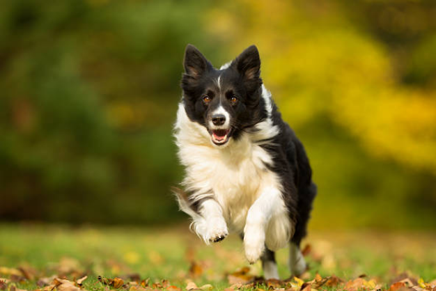 loi khuyen tu chuyen gia ve cach huan luyen border collie hieu qua va tich cuc 1