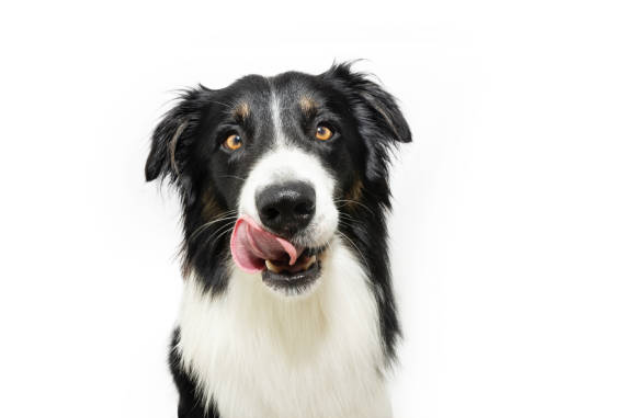 loi khuyen tu chuyen gia ve cach huan luyen border collie hieu qua va tich cuc 2