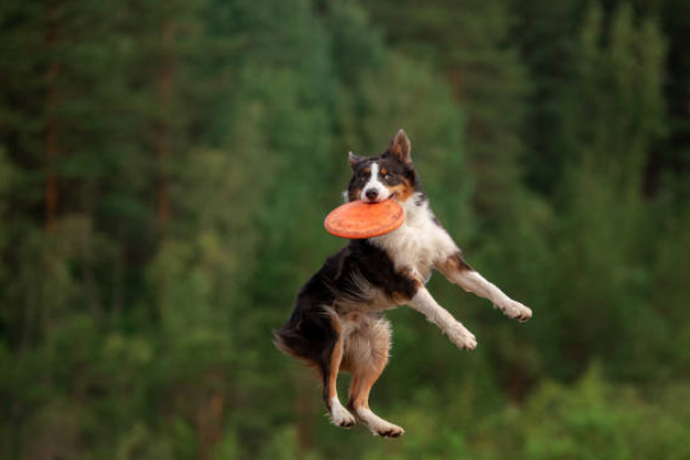 loi khuyen tu chuyen gia ve cach huan luyen border collie hieu qua va tich cuc