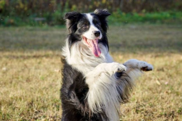 cac phuong phap toi uu trong viec cham soc va huan luyen border collie 1