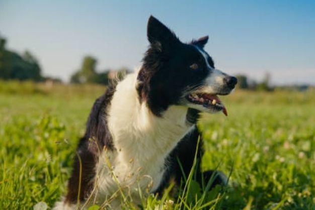 cac phuong phap toi uu trong viec cham soc va huan luyen border collie 2