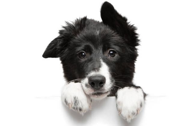 cac phuong phap toi uu trong viec cham soc va huan luyen border collie 3