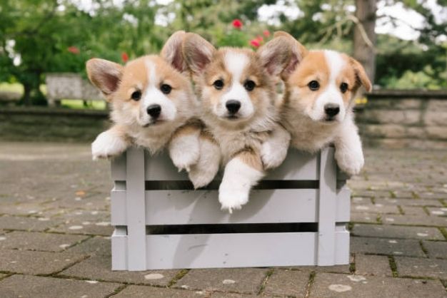 corgi thuan chung gia bao nhieu cac yeu to anh huong den gia 2