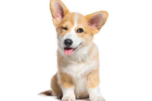 corgi thuan chung gia bao nhieu cac yeu to anh huong den gia 3