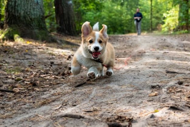 corgi thuan chung gia bao nhieu cac yeu to anh huong den gia