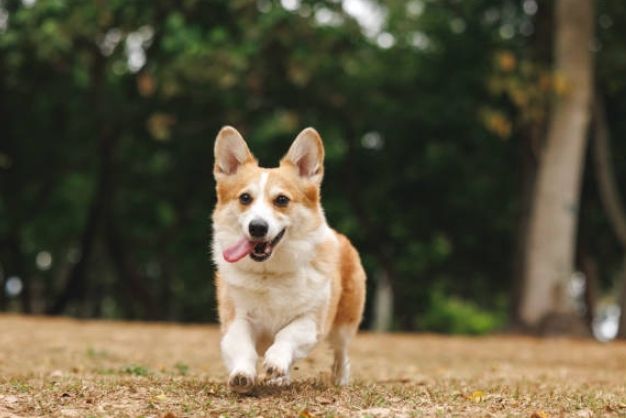 corgi va tre em su ket hop hoan hao 1