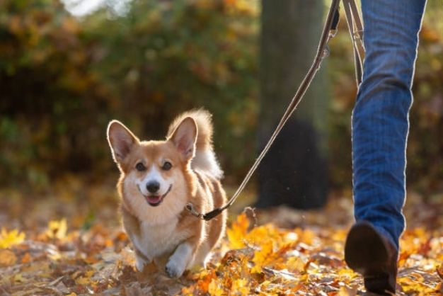 corgi va tre em su ket hop hoan hao 3