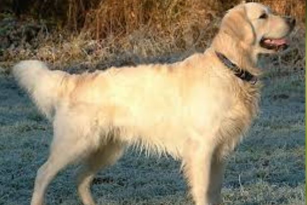 golden retriever trong cac hoat dong huan luyen va thi dau thanh tich noi bat 4