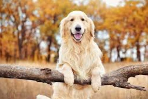 golden retriever trong cac hoat dong huan luyen va thi dau thanh tich noi bat