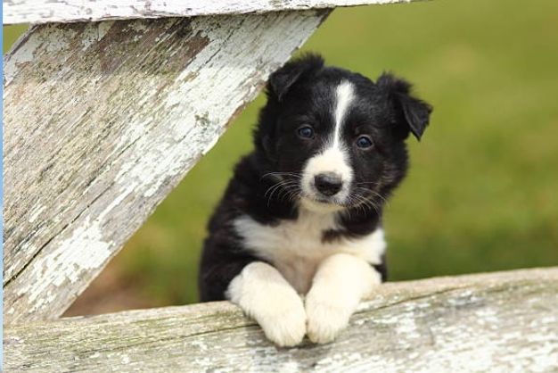 huong dan chon cho border collie phu hop voi muc dich su dung gia dinh cong viec 1