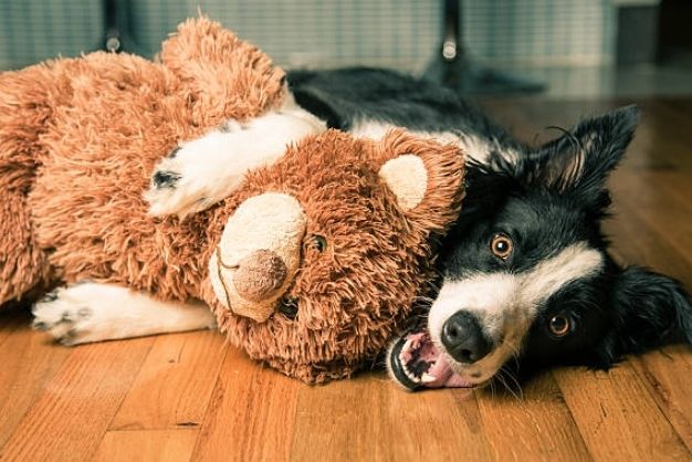 huong dan chon cho border collie phu hop voi muc dich su dung gia dinh cong viec 3