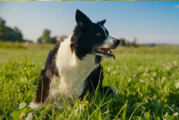 lua chon che do dinh duong tot nhat cho border collie theo tung do tuoi 2 Copy