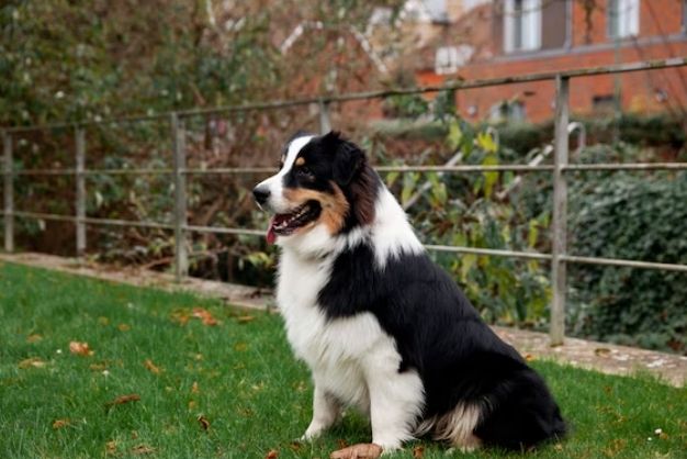 Border Collie 5 1