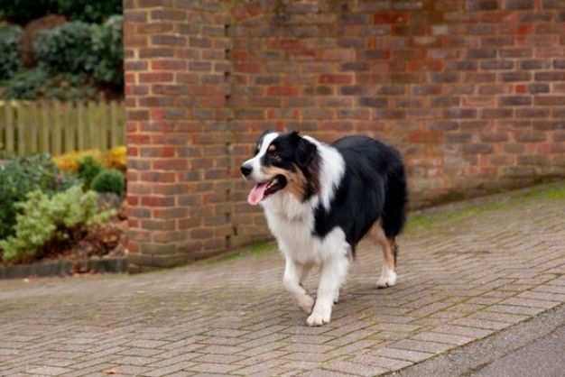 Border Collie 8 1