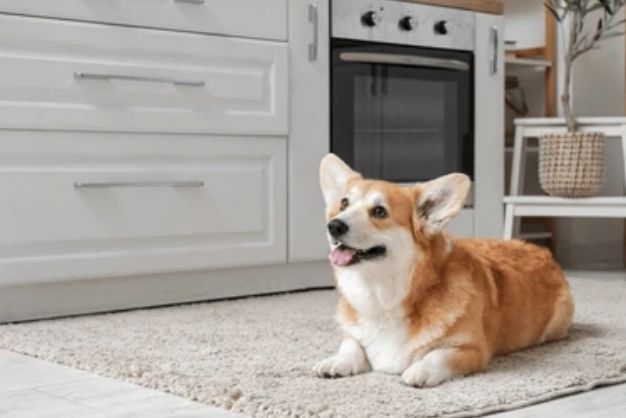 Corgi 2 1