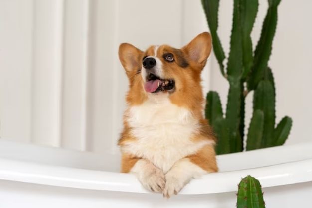 Corgi 7