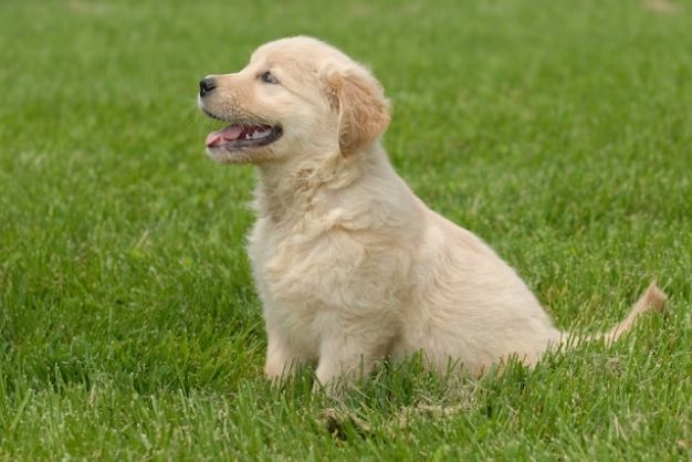 Golden Retriever 1 1