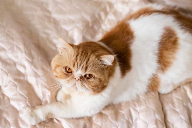 Munchkin cat 3 1