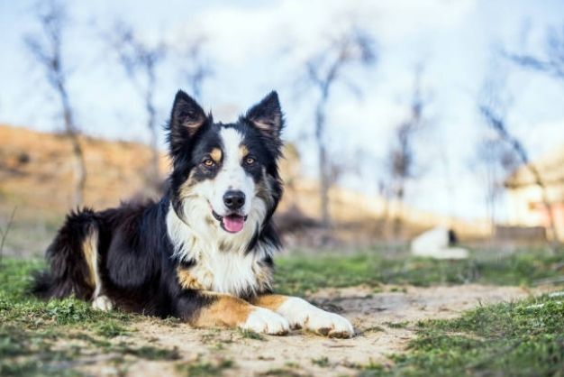 Border Collie 13