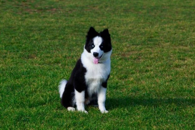 Border Collie 14