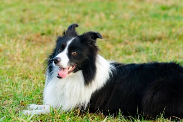 Border Collie 18