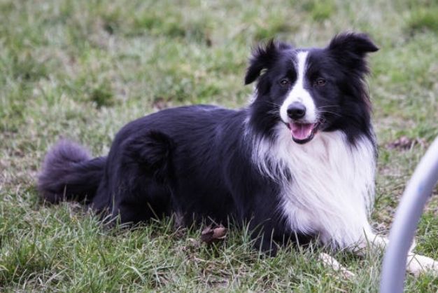 Border Collie 19