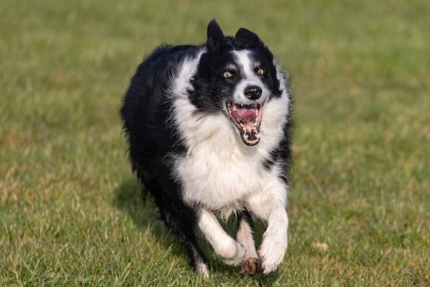 Border Collie 2