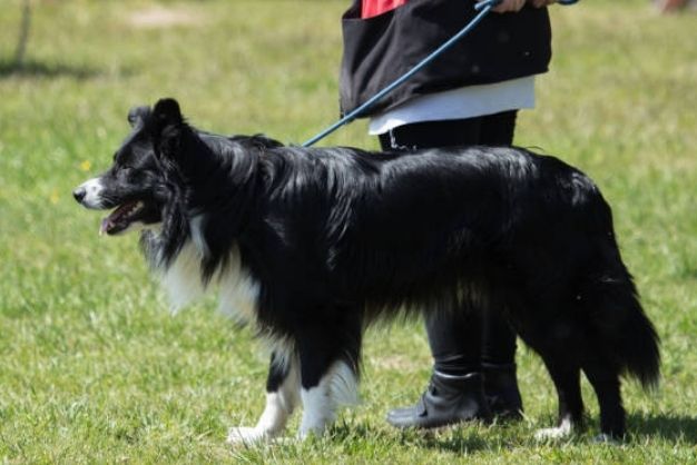 Border Collie 20