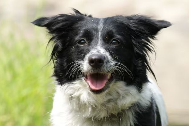 Border Collie 4 1