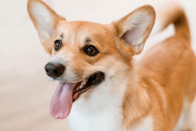 Corgi 10