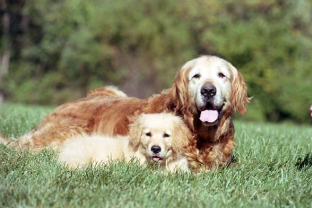 Golden Retriever