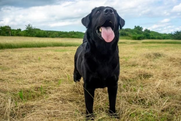 labrado 4