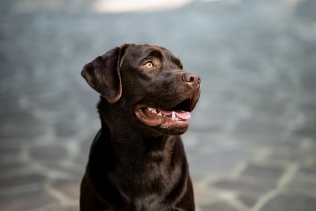 labrado 6