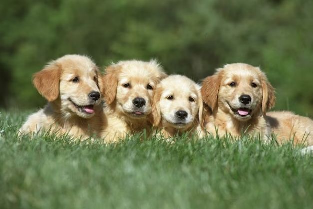 Golden Retriever 4