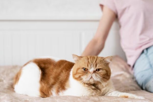 Munchkin cat 6