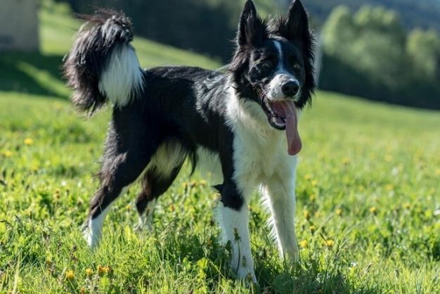 Border Collie 4