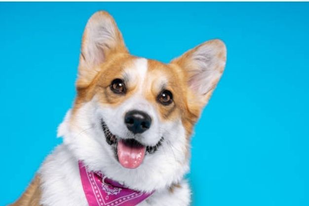 Corgi 25