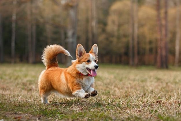 Corgi 26