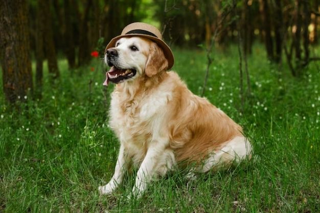 Golden Retriever 19