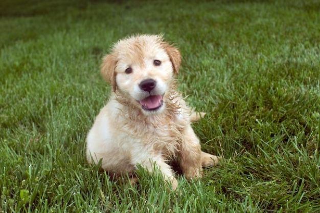 Golden Retriever 26