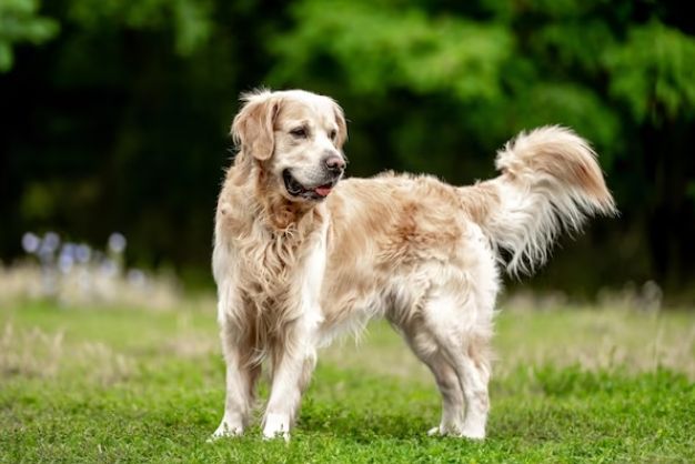 Golden Retriever 27