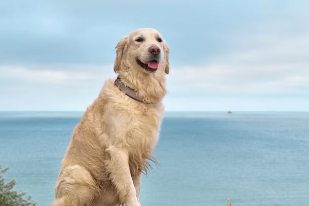 Golden Retriever 9