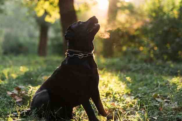 Labrador 18